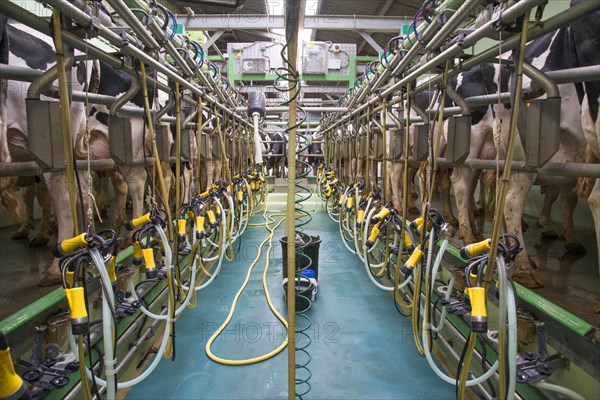 Dairy farming