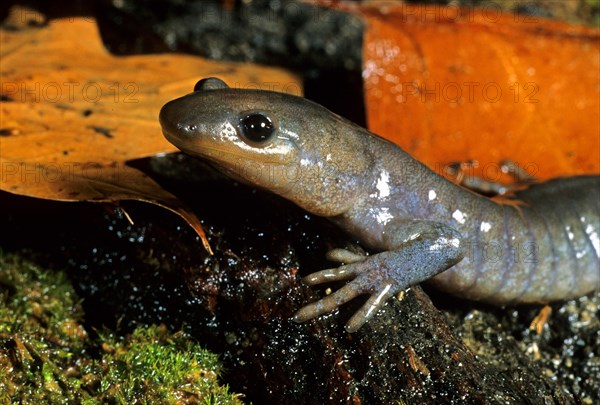 Jefferson's Salamander