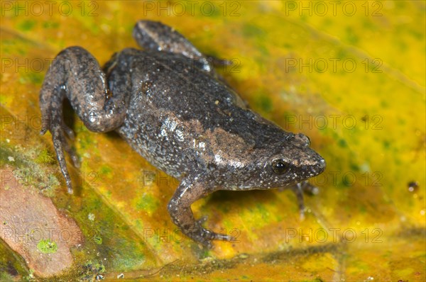 Spotted humming frog