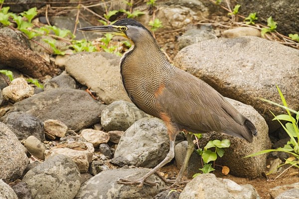 Adult bare-throated tiger heron