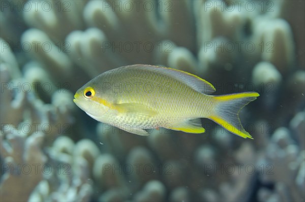 Flagfish