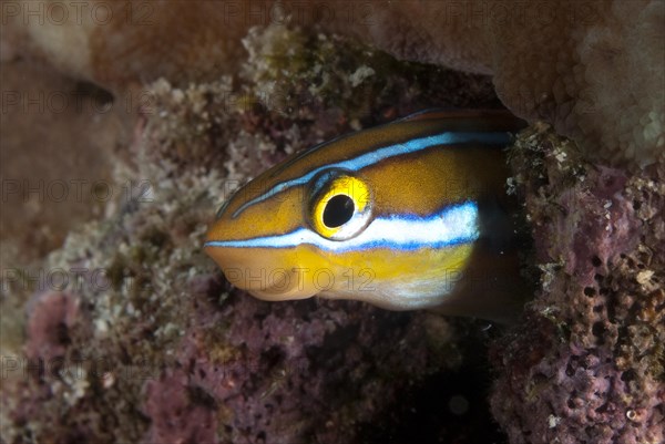 Bluestriped fangblenny