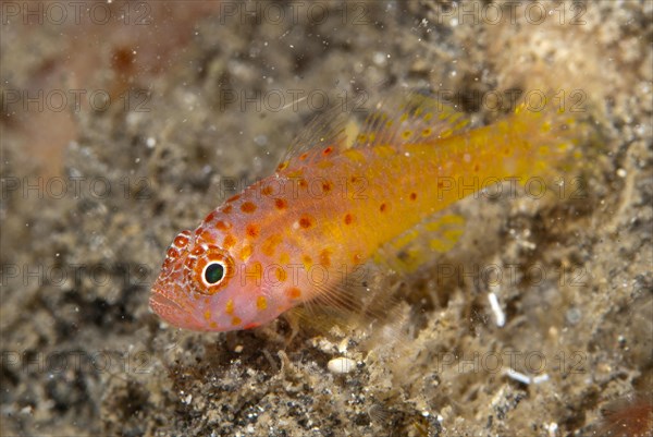 Coral Goby