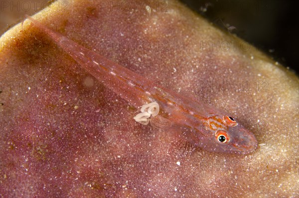 Slender Spongegoby