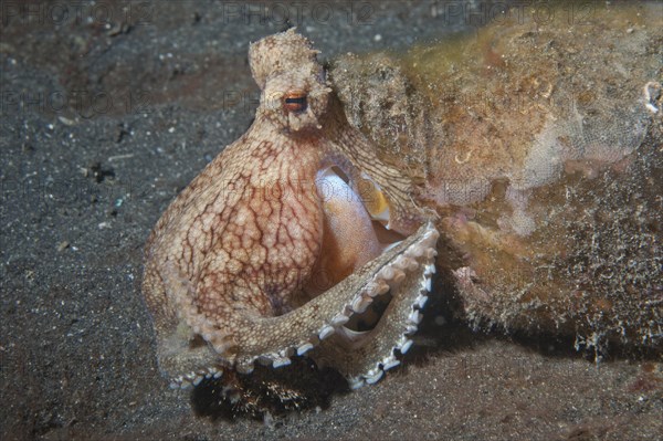 Coconut octopus