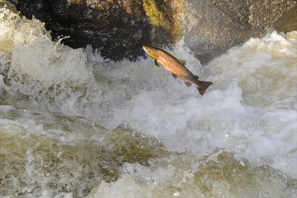 Adult atlantic salmon