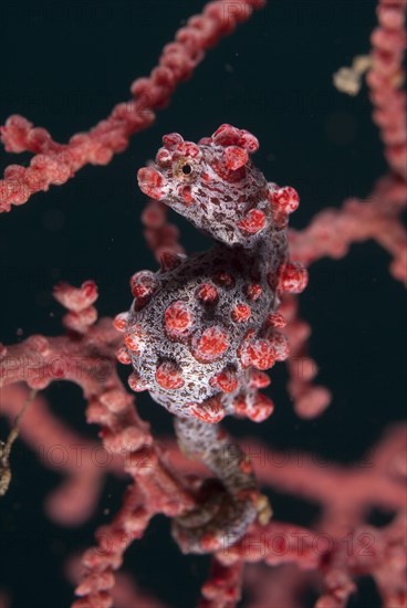 Pygmy seahorse