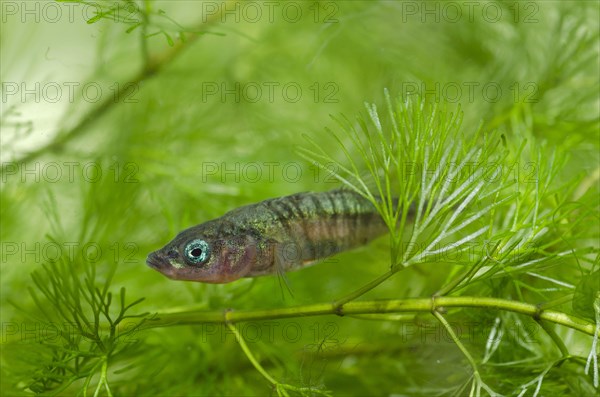 Three-spined stickleback