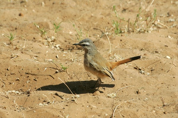 Kalahari Robin