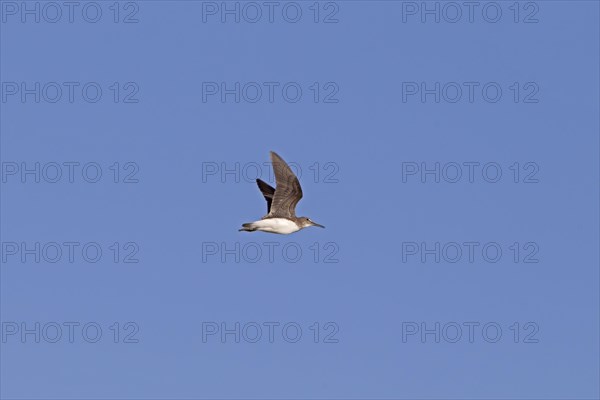 Green sandpiper