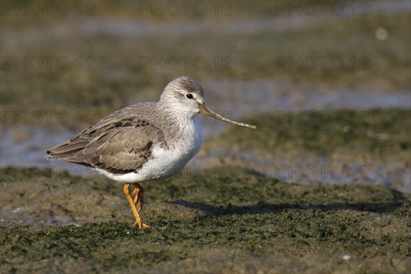 Terek Sandpiper