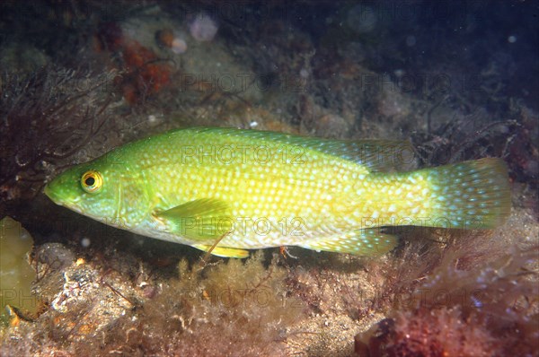 Ballan wrasse