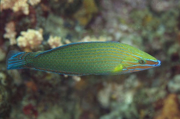 Richmond's wrasse