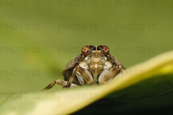 Beetle cicada