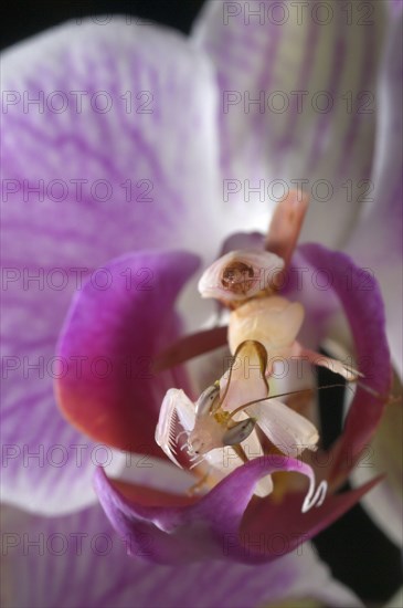 Walking flower mantises