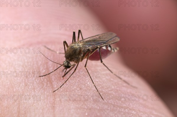 Common Mosquito