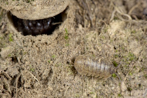 Moggridge's Trapdoor Spider