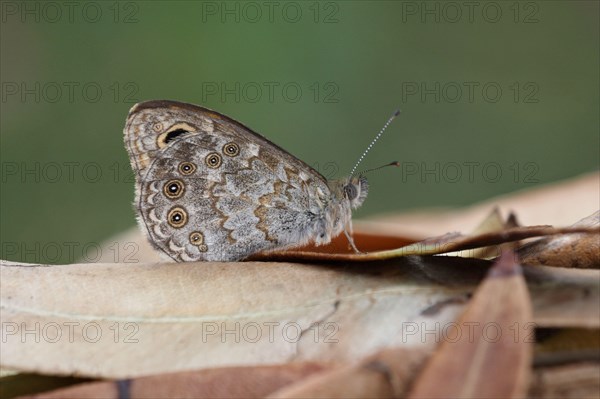 Wall Brown