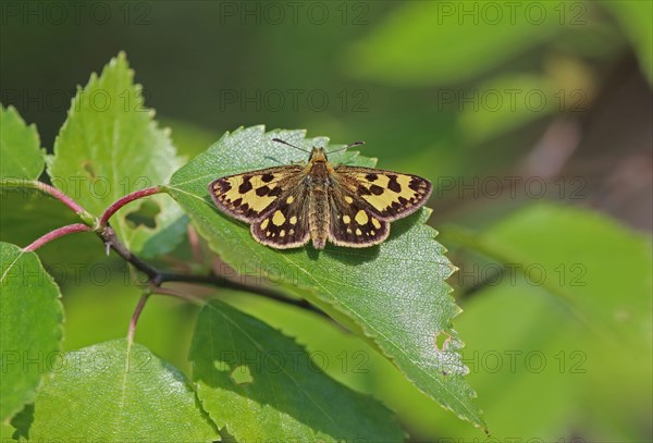 Northern Chequered Skipper