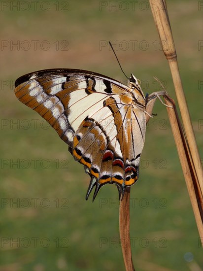 Tailed nawab