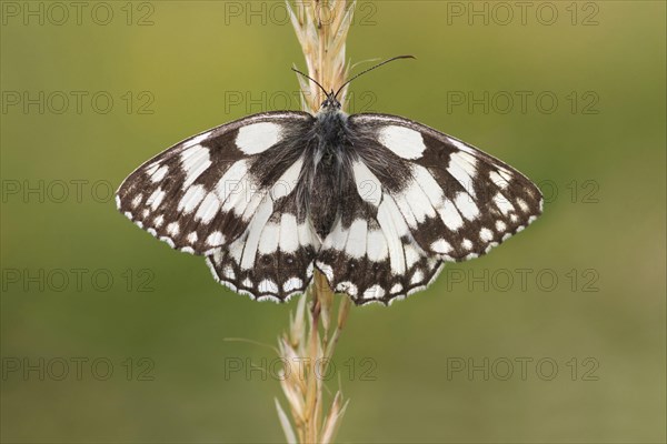 Marbled White