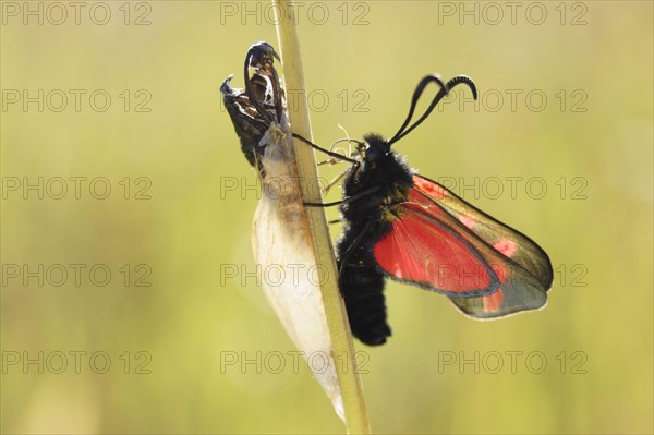 Six-spotted Burnet adult