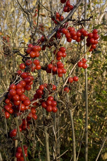 Black Bryony