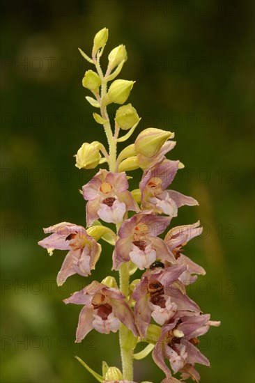 Broad-leaved Helleborine