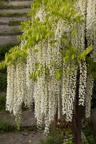 Chinese chinese wisteria