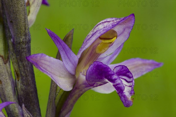 Purple Limodore close-up of violet limodore