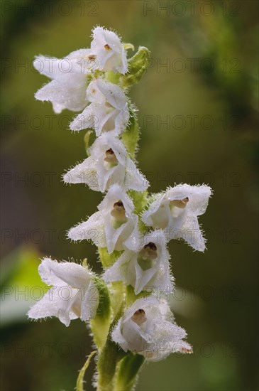 Creeping Lady's Tresses