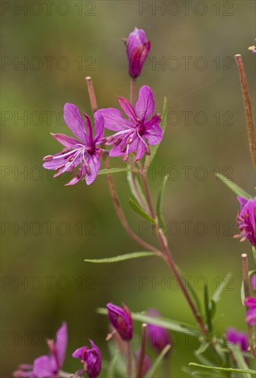 Rosemary willowherb