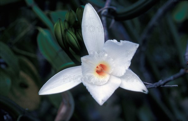 Vanilla Orchid