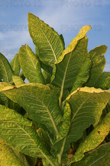 Cultivated tobacco