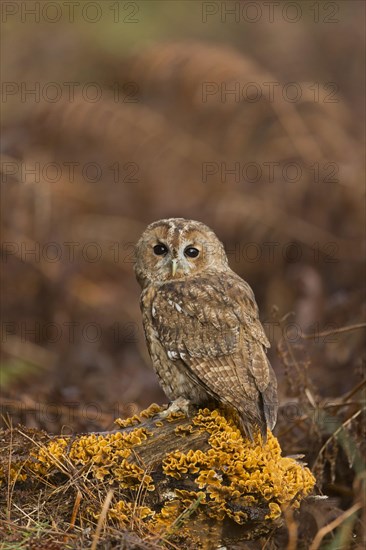 Adult tawny owl