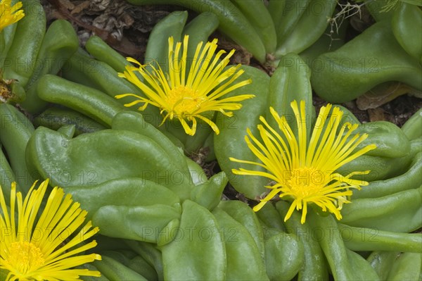 Flower of tongue-leaf
