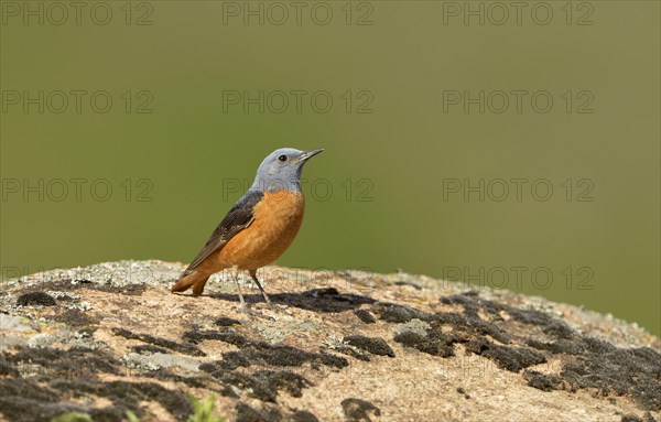 Common rock thrush