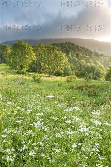 View of montane meadow and forest habitat at sunrise