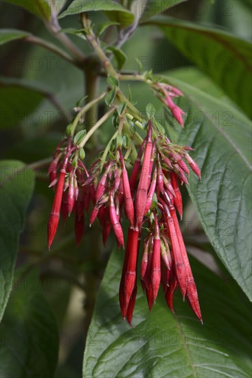 Bolivian Fuchsia