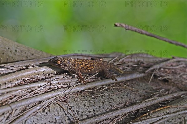 Seychelles bronze gecko