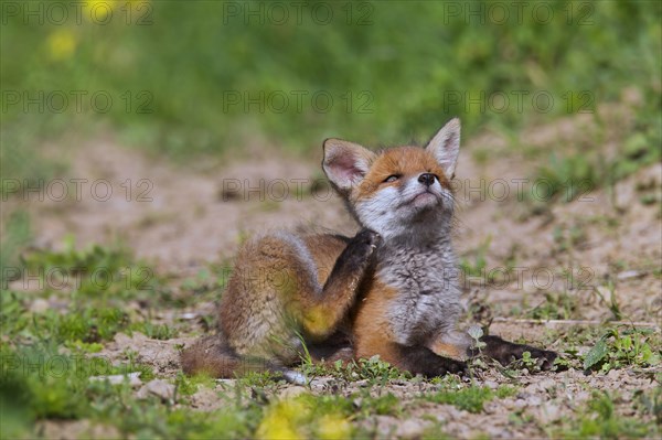 Red fox