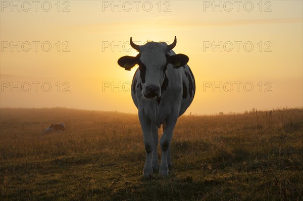 Holstein Friesian cow in a field at sunrise