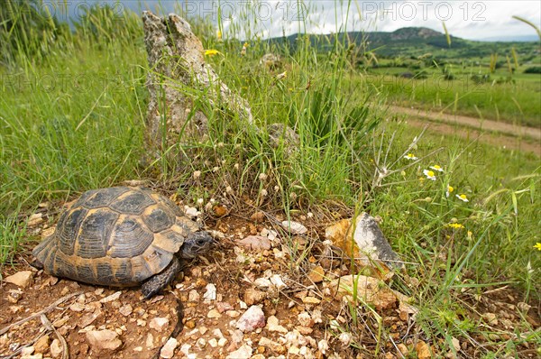 Tortoise in habitat
