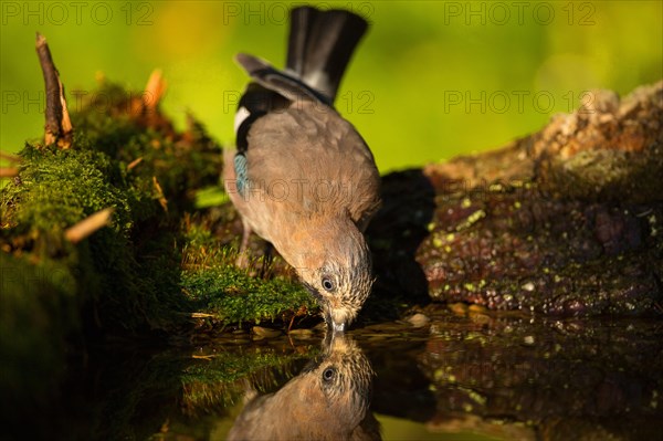 Eurasian Jay