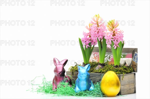 Easter hyacinths