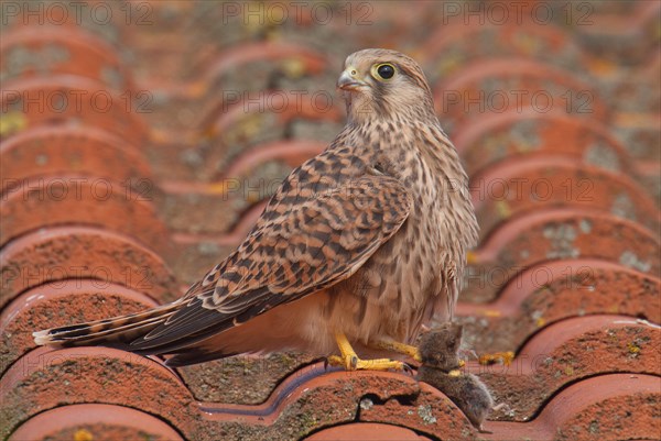 Kestrel with prey