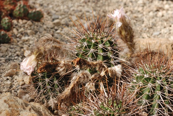 Echinopsis aurea