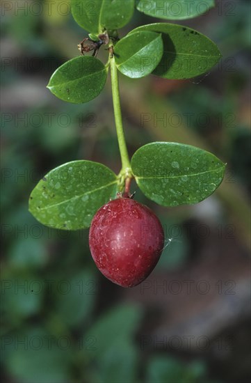Karanda plum