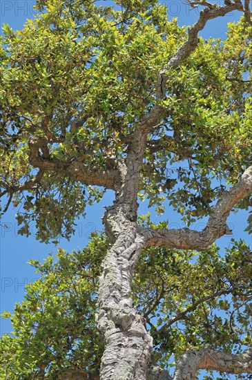 Cork oak