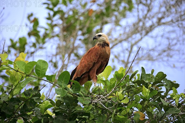 Black-collared hawk